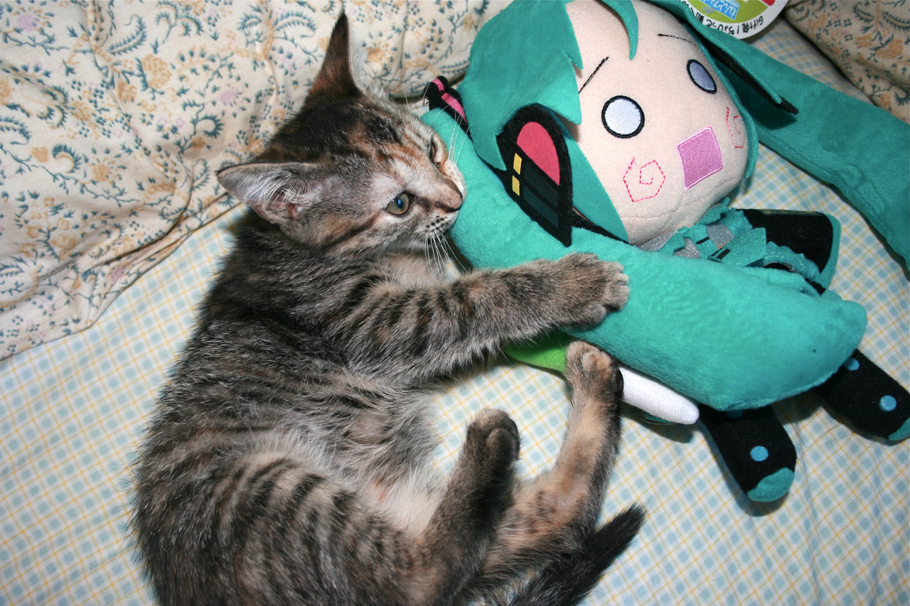 Un gato con un peluche de Hatsune Miku.